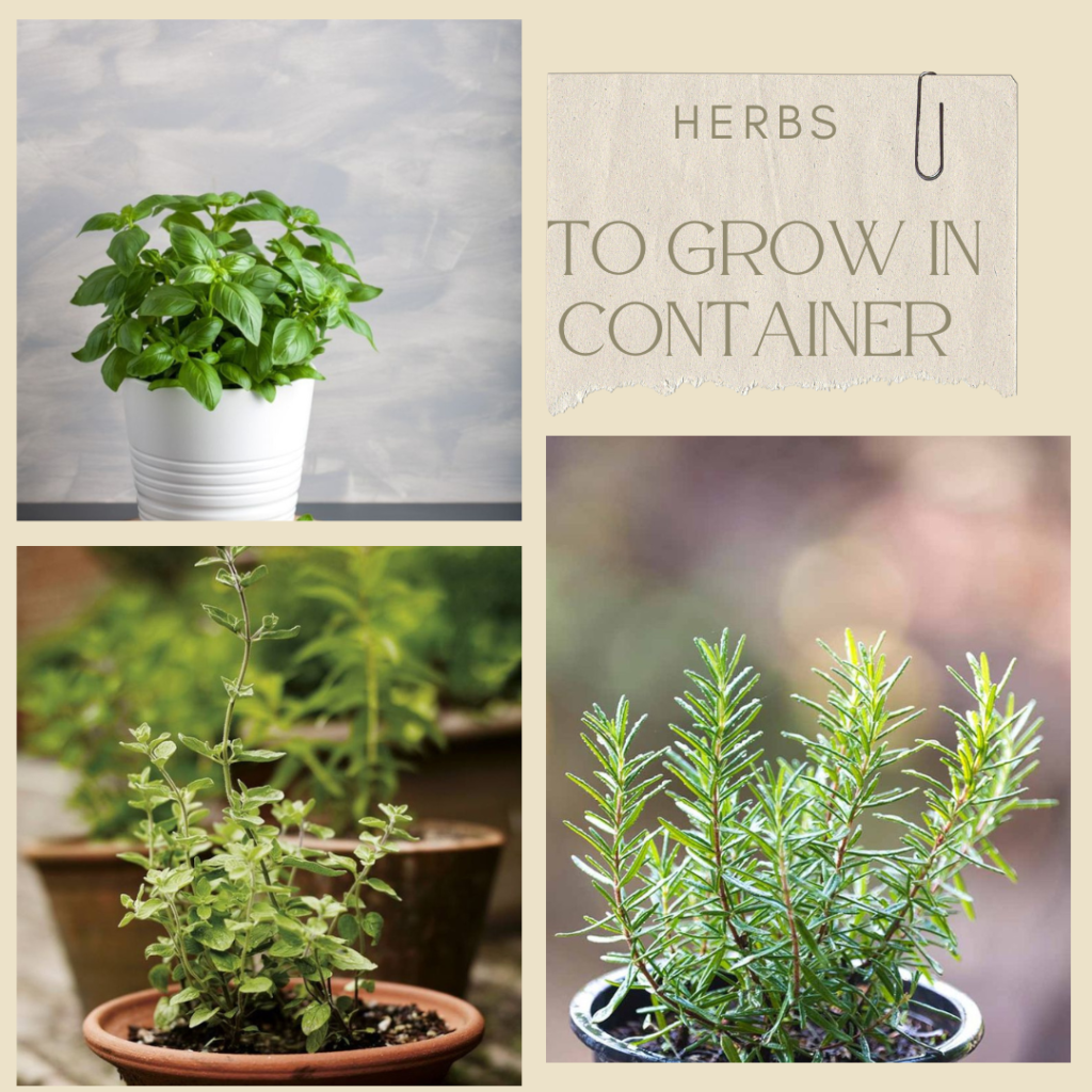 herbs to grow in container garden 