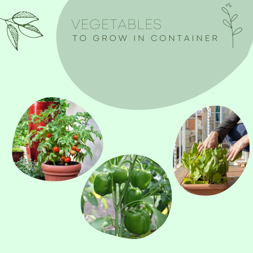 veggies to grow in container garden 
