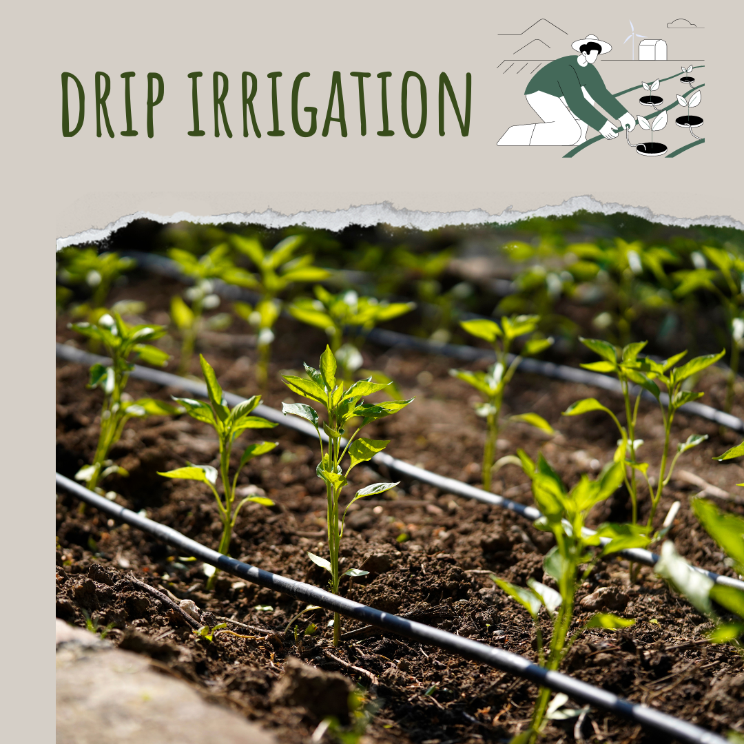 drip irrigation 
