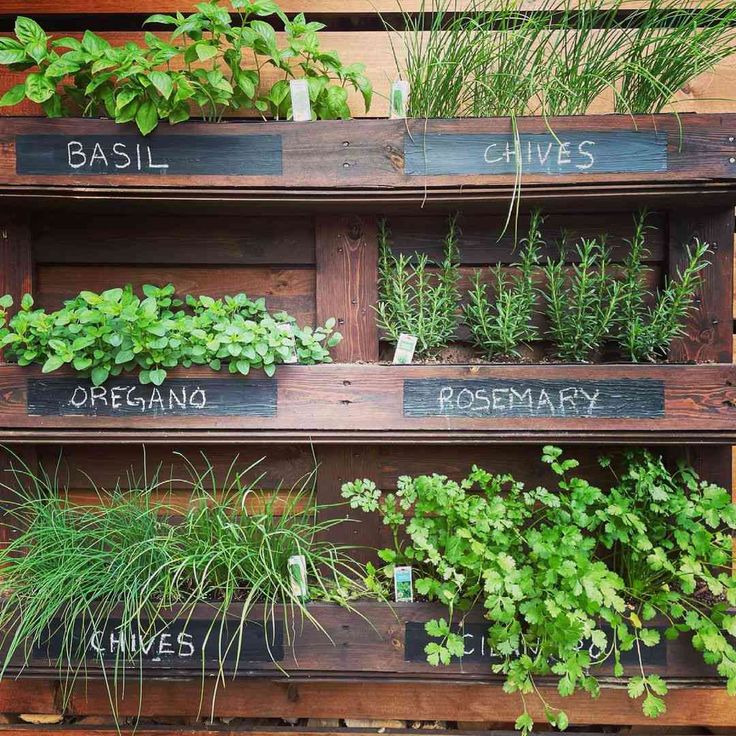best herbs in vertical garden 