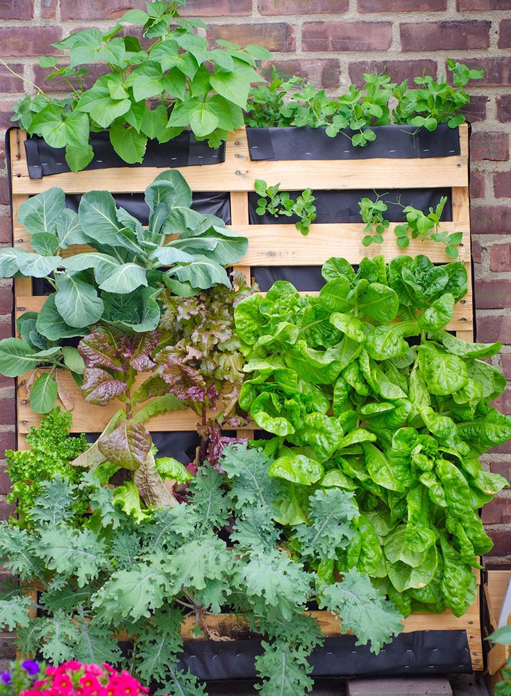 vertical gardening 