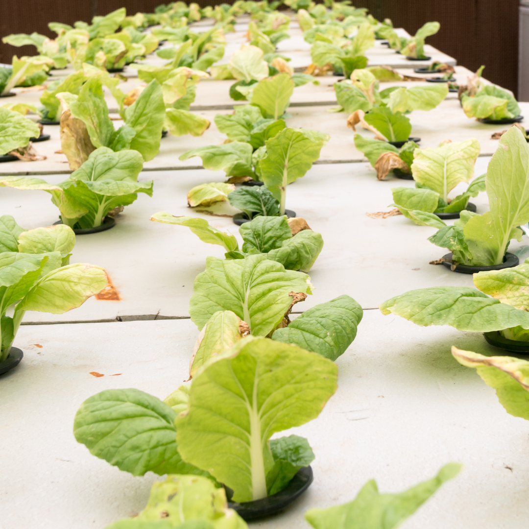 Aeroponics