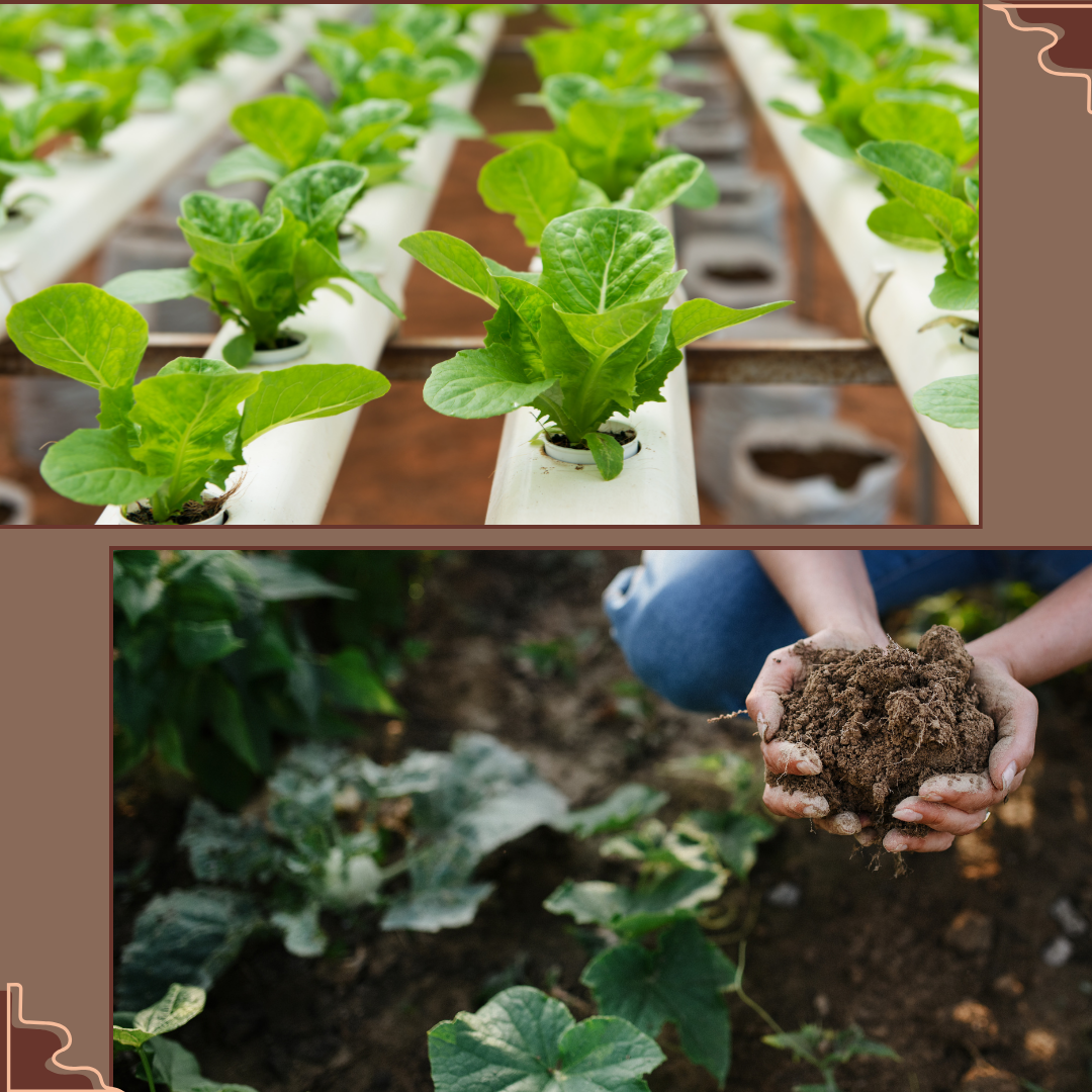 hydroponics gardening 