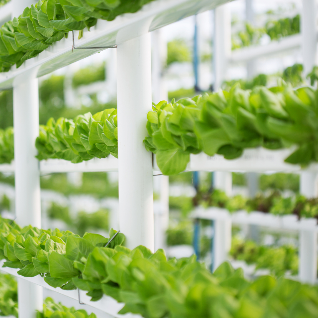 Hydroponics farming 