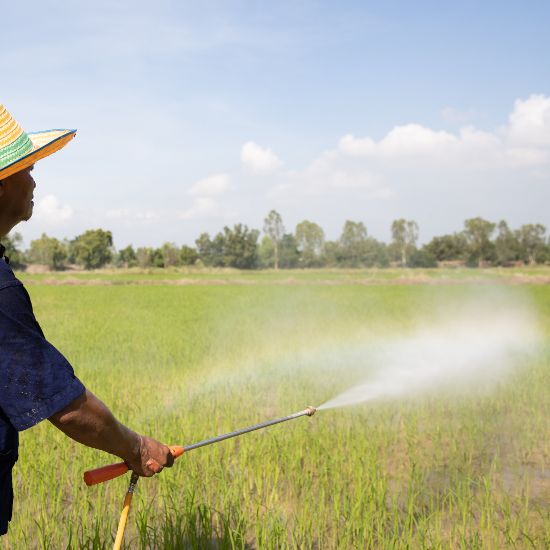 applying the fertilizer