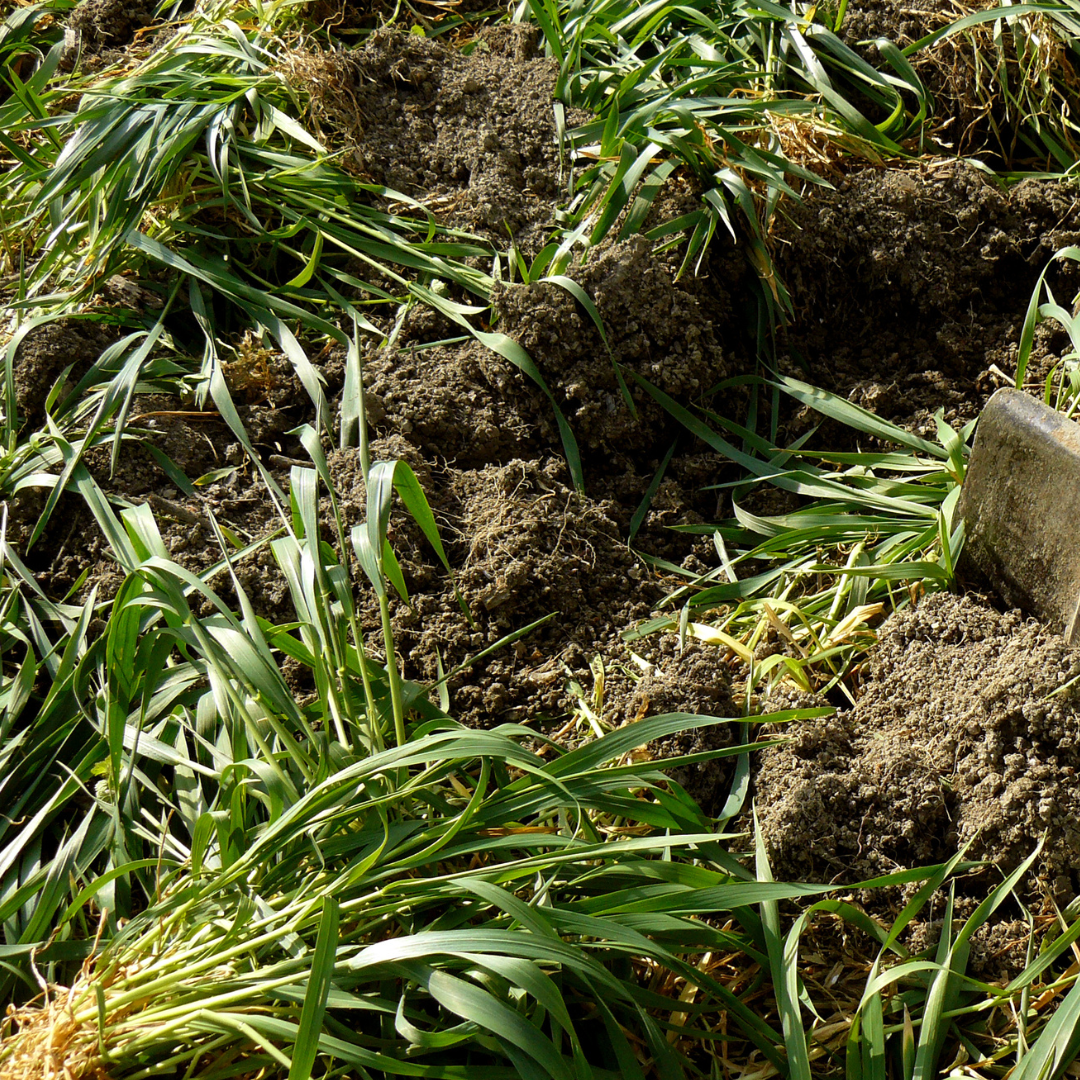 Green Manure