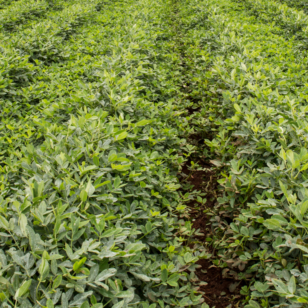 Green Manure