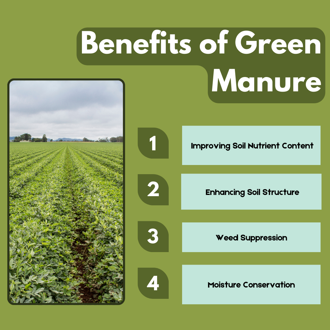 Benefits of Green Manure