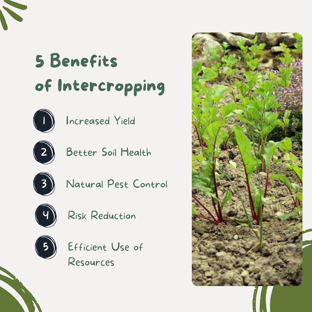 5 benefits of intercropping 