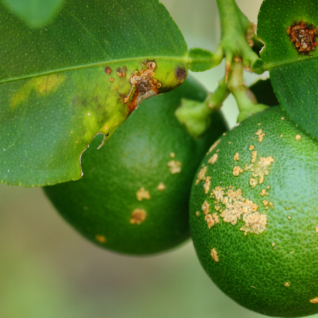 Plant Diseases