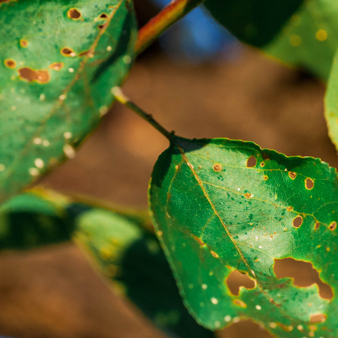 plant diseases