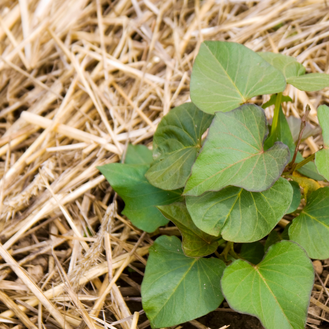 Straw organic mulch 