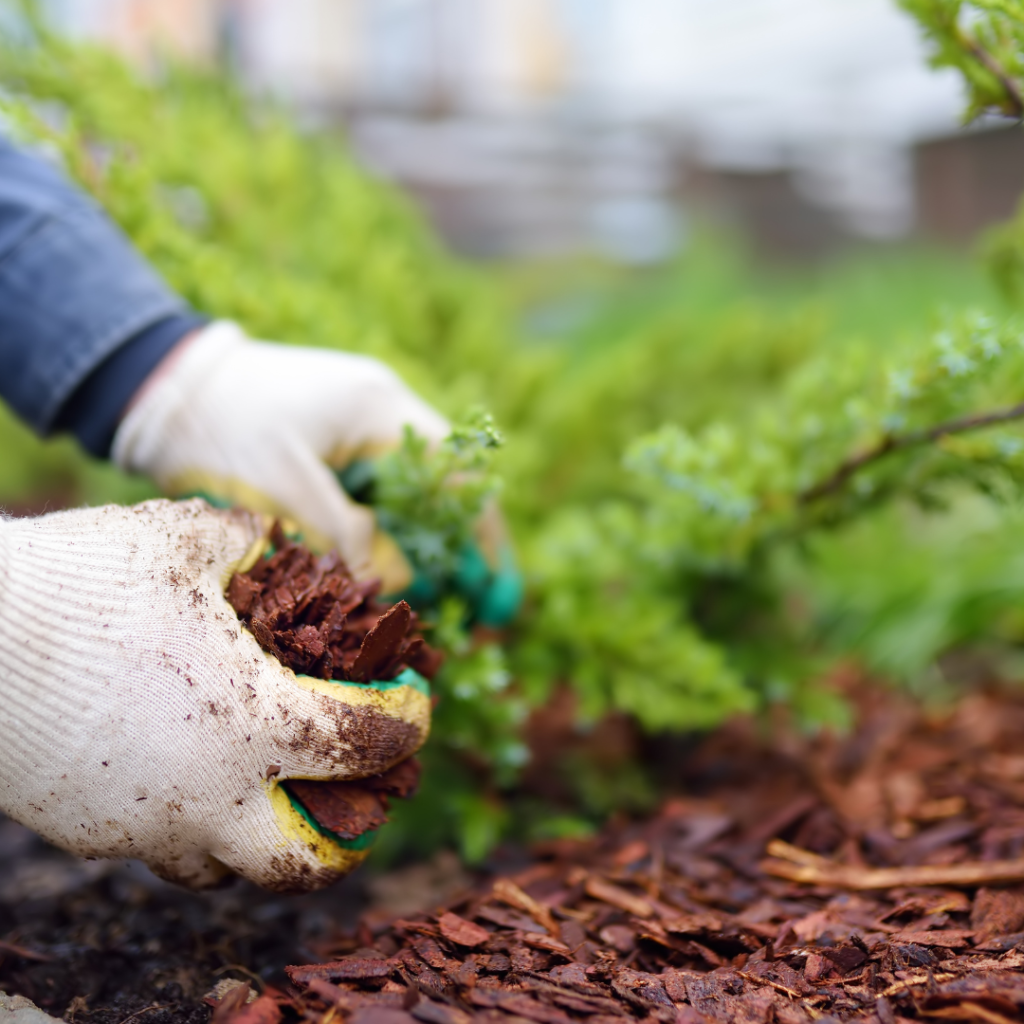 mulching