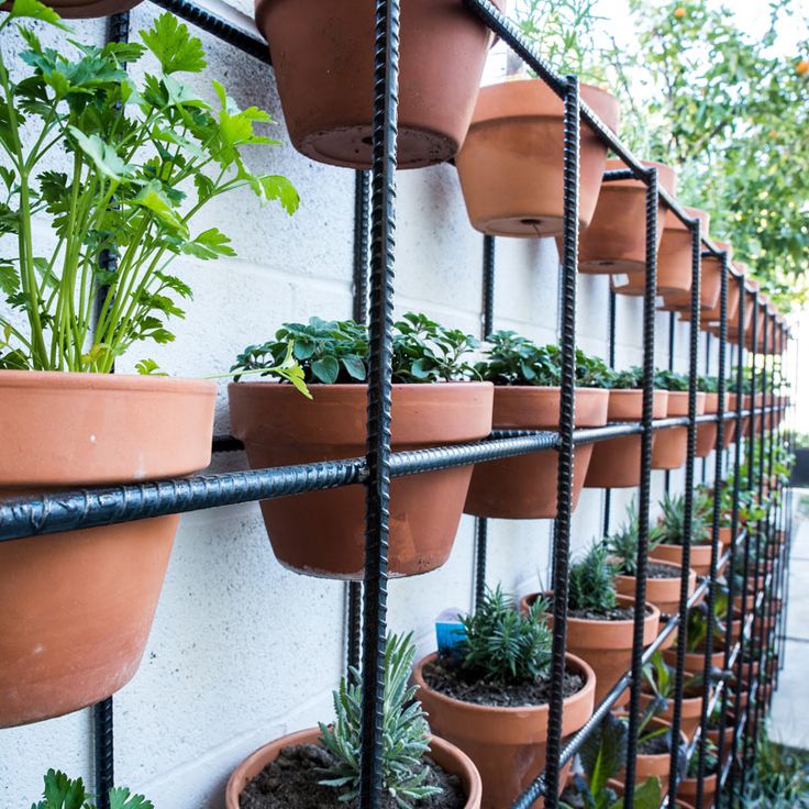 How to Start a Vertical Garden in a Small Space?