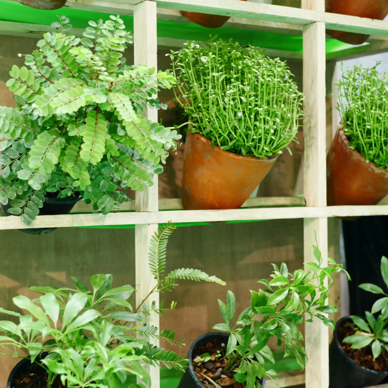 Here is how to Choose Right Plants for Your Vertical Garden?