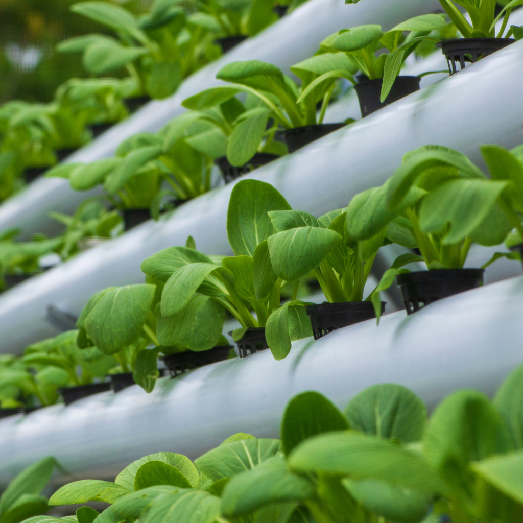 Hydroponics gardening