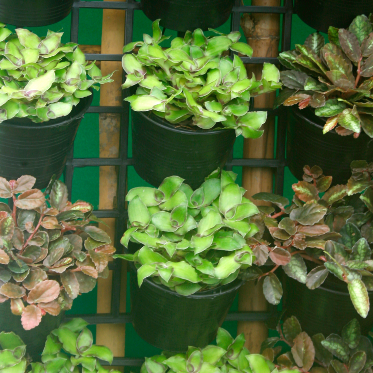 11 Common Mistakes to Avoid in Vertical Gardening!