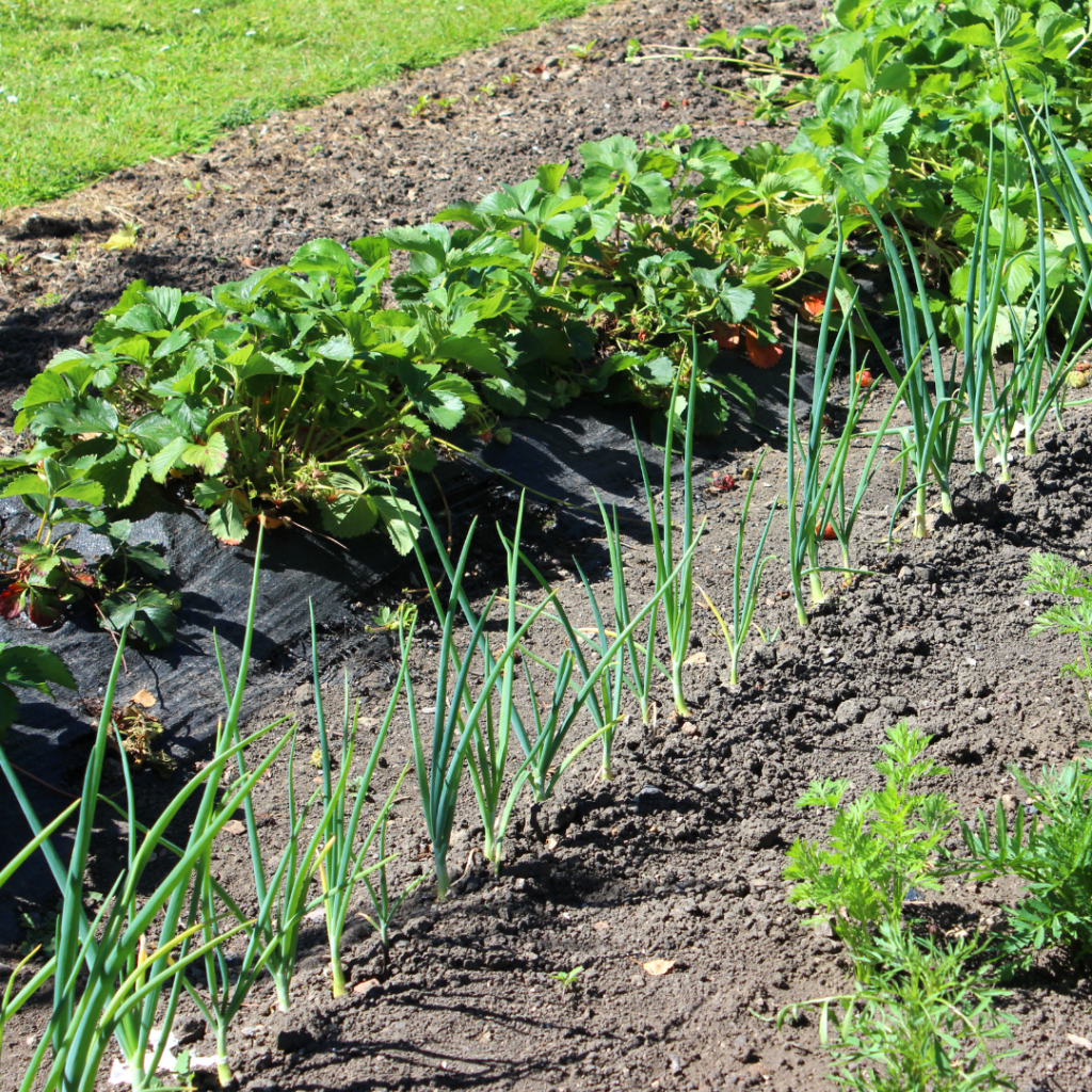 companion planting