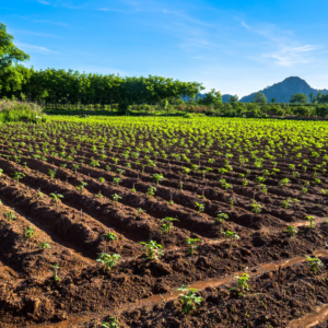 Natural farming